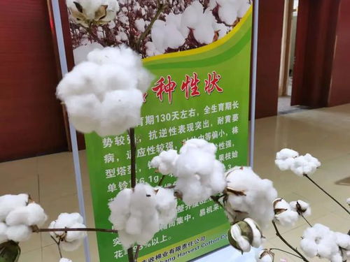新疆棉,瞄准高质量发展之路