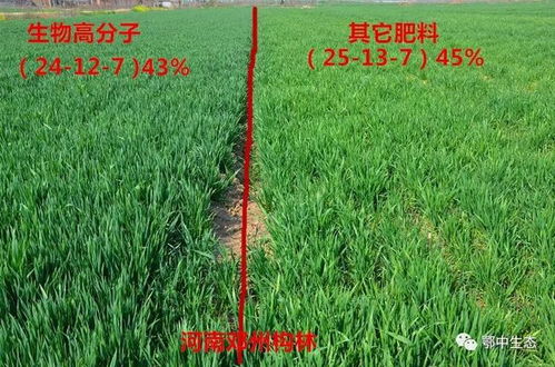 观摩 鄂中生物高分子新型肥料 为大中原小麦再染一沐浓绿