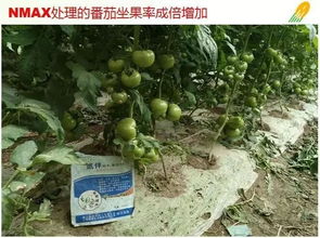 nmax肥料增效剂,肥料升级换代的最佳选择