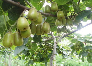 纳丰源γ生物增效因子 引领新型肥料增效剂的高科技革命